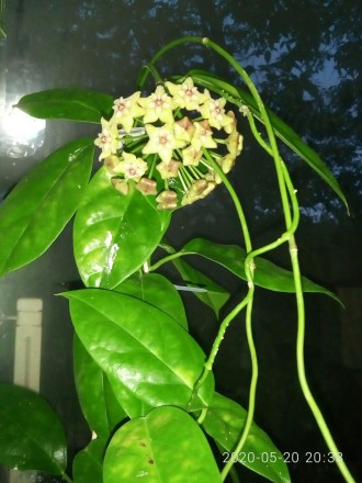 Продам черенки Хойя Кориацея (Hoya Coriacea ). В горшочек посажены по 2 черенка . . фото 4