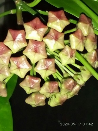 Продам черенки Хойя Кориацея (Hoya Coriacea ). В горшочек посажены по 2 черенка . . фото 5