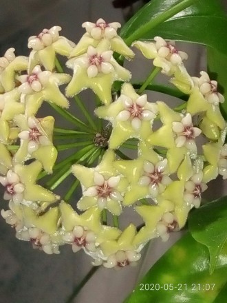 Продам черенки Хойя Кориацея (Hoya Coriacea ). В горшочек посажены по 2 черенка . . фото 8