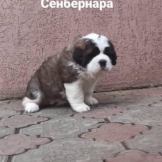 Щенки Сенбернара. Харьков. фото 1 Щенки Сенбернара. Харьков. фото 1