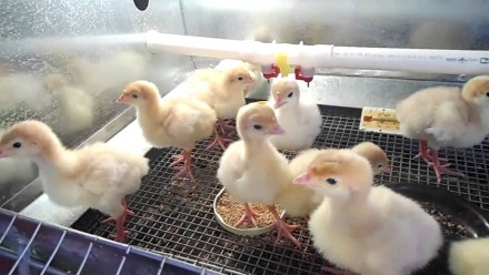 Продам подрощенных индюшат БИГ-6. Харків. фото 1 Продам подрощенных индюшат БИГ-6. Харків. фото 1