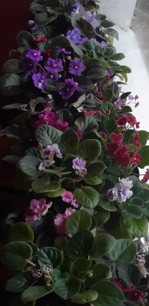 Сортовые фиалки. Харьков. фото 1 Сортовые фиалки. Харьков. фото 1
