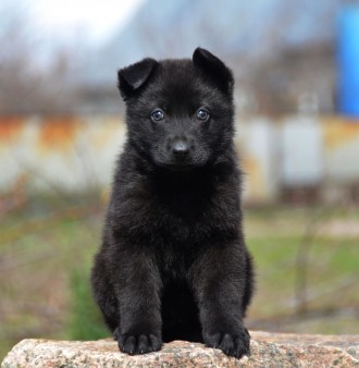 сука черная, стандарт ,щенок немецкой овчарки,1.5 месяца, видео пришлю+ доставку. . фото 3