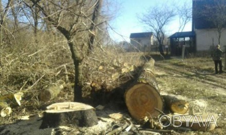 Спил деревьев любой сложности 
Валка аварийных деревьев 
Обрезка веток 
Расчи. . фото 1