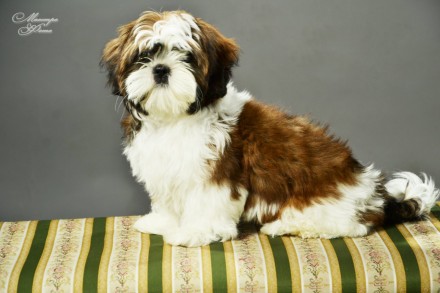 В продажу предлагаются щенки королевской породы шит-цу.
Шит-цу известны своим в. . фото 5