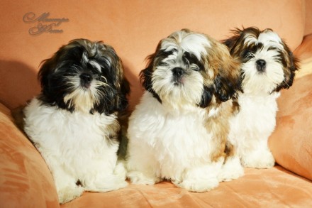 В продажу предлагаются щенки королевской породы шит-цу.
Шит-цу известны своим в. . фото 3