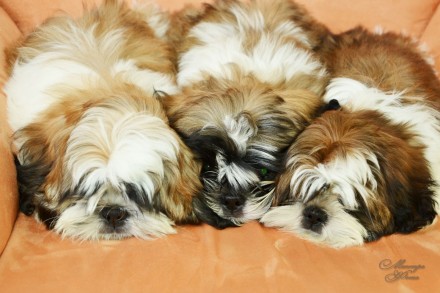 В продажу предлагаются щенки королевской породы шит-цу.
Шит-цу известны своим в. . фото 2