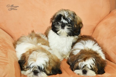 В продажу предлагаются щенки королевской породы шит-цу.
Шит-цу известны своим в. . фото 4