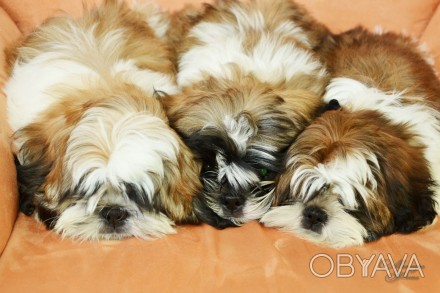 В продажу предлагаются щенки королевской породы шит-цу.
Шит-цу известны своим в. . фото 1