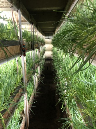 действующий бизнес, выращивание зелёного лука методом гидропоники. Это готовый н. 12-Квартал. фото 2