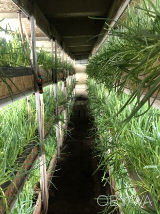 действующий бизнес, выращивание зелёного лука методом гидропоники. Это готовый н. 12-Квартал. фото 1