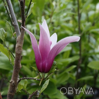Магнолия Литл Гейша / Magnolia liliiflora Little Geisha
Новый сорт магнолии, кот. . фото 1