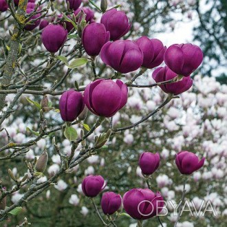 Магнолия Блек Тулип / Magnolia Black Tulip
Магнолия Черный тюльпан - отличается . . фото 1