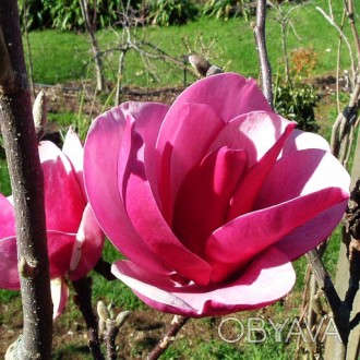 Магнолия Клеопатра / Magnolia Cleopatra
Кустарник или небольшое деревце с красив. . фото 1