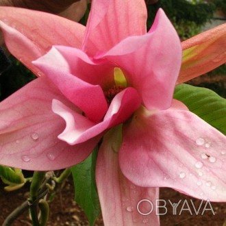 Магнолия Дайбрек / Magnolia Daybreak
Очень крупные цветы до 30 см в диаметре, ис. . фото 1