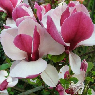 Магнолия Пикардс Руби / Magnolia Pickard's Ruby
Сорт с умеренной силой роста, пр. . фото 1