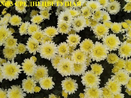 Рекомендую!!! Маточные кусты хризантемы низкорослой бордюрной и высокорослой вет. . фото 3