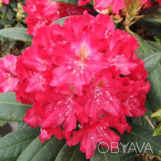 Рододендрон гибридный Казимир Великий / Rhododendron Kazimierz Wielki
Цветки кра. . фото 1