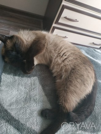 Пропала тайская кошка Х. Гора