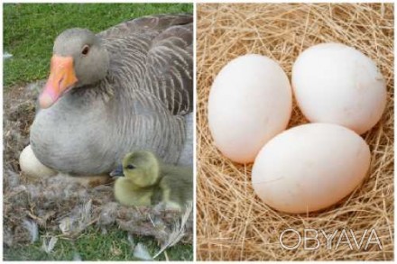 Продам инкубационное яйцо гусей