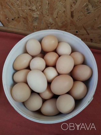 Домашні яйця (на натуральних кормах)