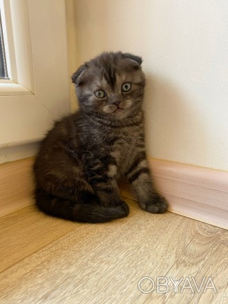Шотландский вислоухий котёнок девочка Scottish Fold Скоттиш Фолд кошечка