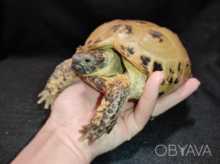 Сухопутная домашняя черепаха — неприхотливый питомец, жизнестойкий и легко присп. . фото 1