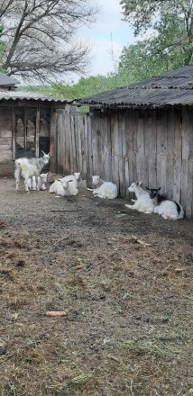 Продаем козлят. 4 месяца от роду. Находимся в Солонянском районе, с. Томаковка. . . фото 4