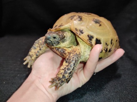 Сухопутная домашняя черепаха — неприхотливый питомец, жизнестойкий и легко присп. . фото 8