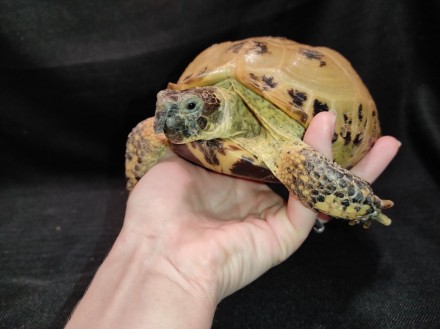 Сухопутная домашняя черепаха — неприхотливый питомец, жизнестойкий и легко присп. . фото 6