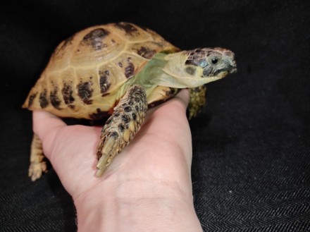 Сухопутная домашняя черепаха — неприхотливый питомец, жизнестойкий и легко присп. . фото 10