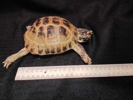Сухопутная домашняя черепаха — неприхотливый питомец, жизнестойкий и легко присп. . фото 11