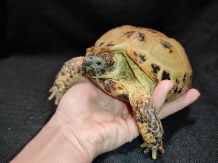 Сухопутная домашняя черепаха — неприхотливый питомец, жизнестойкий и легко присп. . фото 7