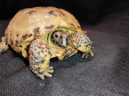 Сухопутная домашняя черепаха — неприхотливый питомец, жизнестойкий и легко присп. . фото 2