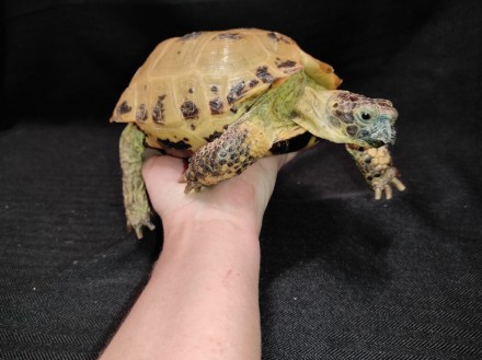 Сухопутная домашняя черепаха — неприхотливый питомец, жизнестойкий и легко присп. . фото 4