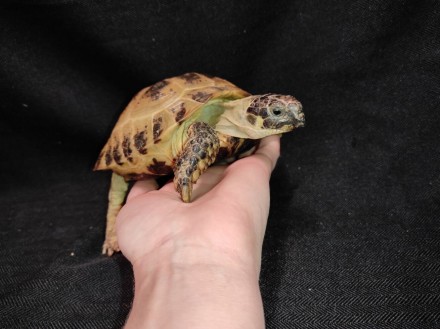 Сухопутная домашняя черепаха — неприхотливый питомец, жизнестойкий и легко присп. . фото 5
