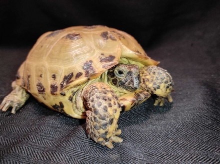 Сухопутная домашняя черепаха — неприхотливый питомец, жизнестойкий и легко присп. . фото 3