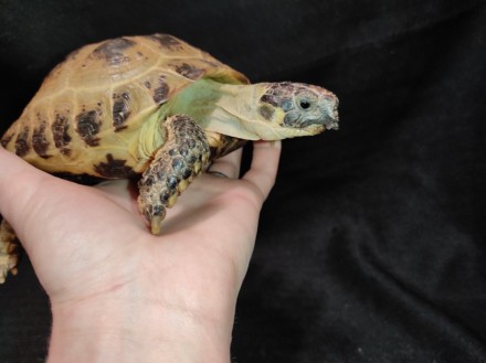 Сухопутная домашняя черепаха — неприхотливый питомец, жизнестойкий и легко присп. . фото 9