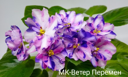 Продам сортовые фиалки. Гадяч. фото 1 Продам сортовые фиалки. Гадяч. фото 1