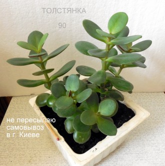 Продается Толстянка (денежное дерево) фото №1-№3 - 90 грн. (один горшочек в разн. . фото 4