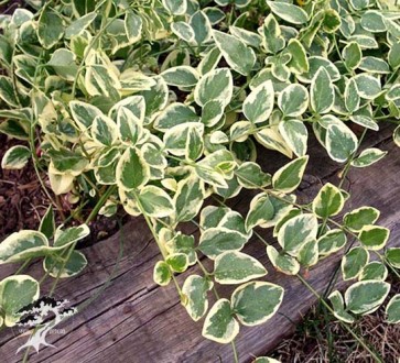 Барвинок вариегатный Vinca major variegata. Львов. фото 1 Барвинок вариегатный Vinca major variegata. Львов. фото 1