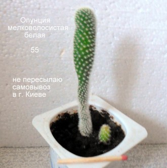Продается кактус Опунция - фото №1 - №5 ( 5 экземпляров) - 45 грн. каждый.  Могу. . фото 9