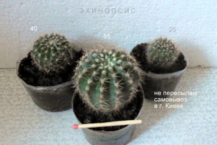 Продается кактус Опунция - фото №1 - №5 ( 5 экземпляров) - 45 грн. каждый.  Могу. . фото 7