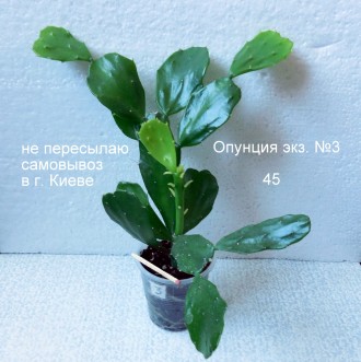 Продается кактус Опунция - фото №1 - №5 ( 5 экземпляров) - 45 грн. каждый.  Могу. . фото 4