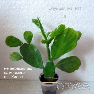 Продается кактус Опунция - фото №1 - №5 ( 5 экземпляров) - 45 грн. каждый.  Могу. . фото 1