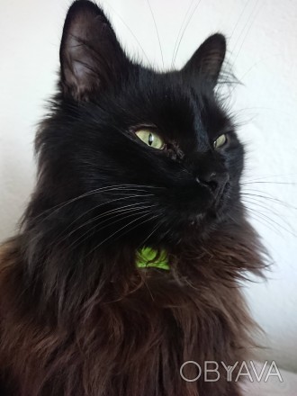 Пропал чёрный кот. Глаза зелёные, немного пушистый. . фото 1