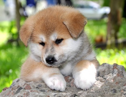 Яркие,здоровые,активные,красивые щенки японской породы Акита-ину,от титулованных. . фото 4