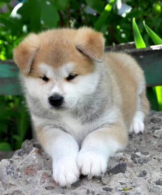 Яркие,здоровые,активные,красивые щенки японской породы Акита-ину,от титулованных. . фото 3