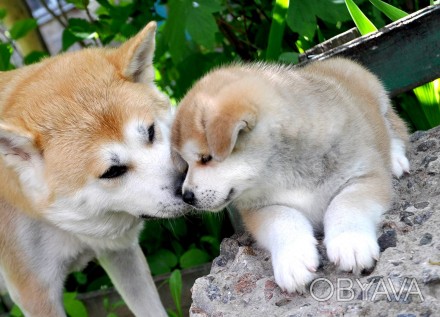 Яркие,здоровые,активные,красивые щенки японской породы Акита-ину,от титулованных. . фото 1