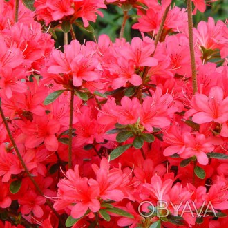 Азалия японская Терри / Rhododendron Thierry
Компактный полу-вечнозеленый кустар. . фото 1